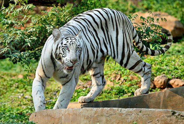 visakhapatnam zoo