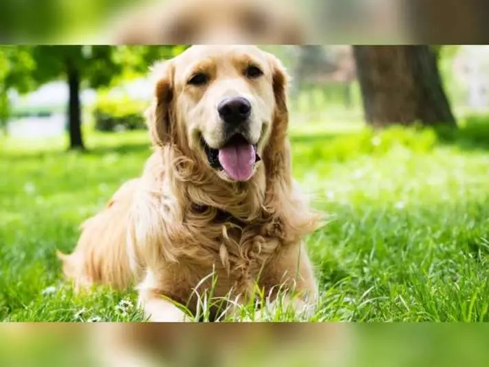 dog hygiene summer care