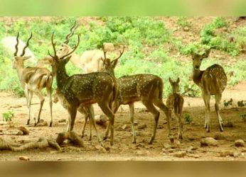 Summer camp for children to give insight to the Vizag zoo