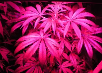 Cannabis Kingpin Arrested In Visakhapatnam