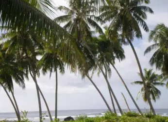 Know Why – Coconuts in Abundance But Raisers at Loss