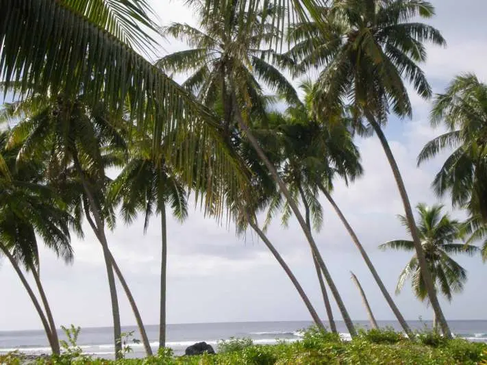 Know Why - Coconuts in Abundance But Raisers at Loss