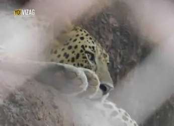 Visakhapatnam Zoo animals pay a heavy price for human entertainment