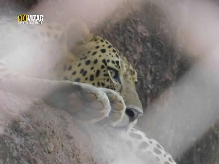 Visakhapatnam Zoo animals pay a heavy price for human entertainment