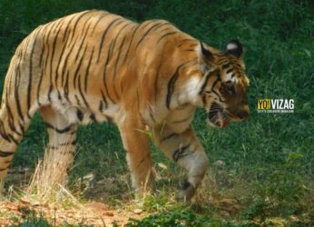 A group of youngsters causes nuisance at Indira Gandhi Zoological Park in Vizag