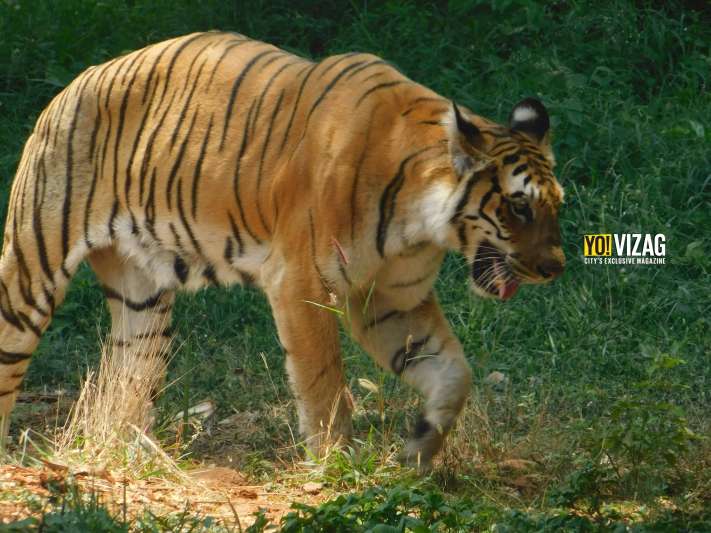 visakhapatnam, tiger safari