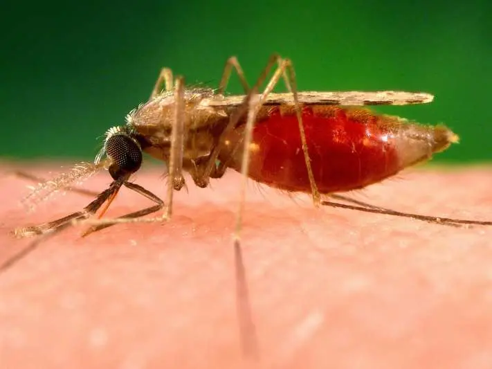 malaria