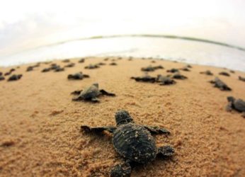 WWF-India Holds Sea Turtle Conservation Workshop In Visakhapatnam