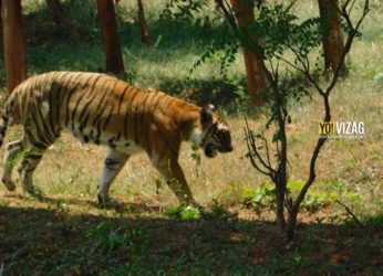 What If The Visakhapatnam Zoo Park Was Converted To A Safari?