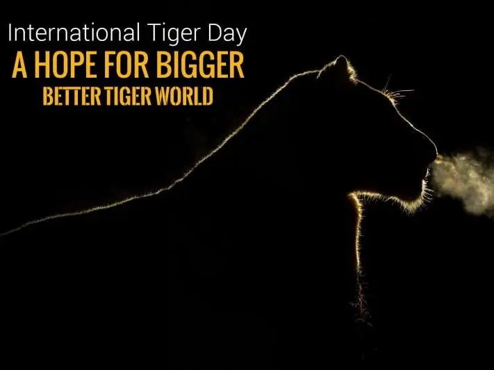 international tiger day