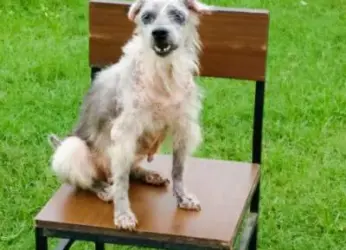 The inspirational and moving story of Vizag’s dog rescuer Hima Jyoti