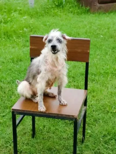 The inspirational and moving story of Vizag's dog rescuer Hima Jyoti