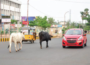 Could there be a workable solution for the Cow Menace on roads in Vizag?