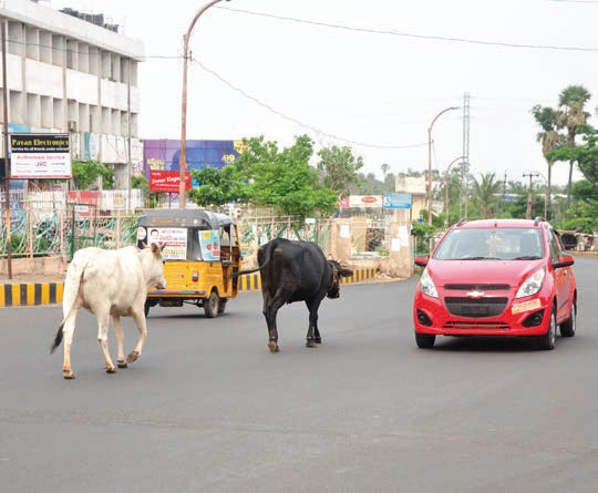 cow, traffic, vizag
