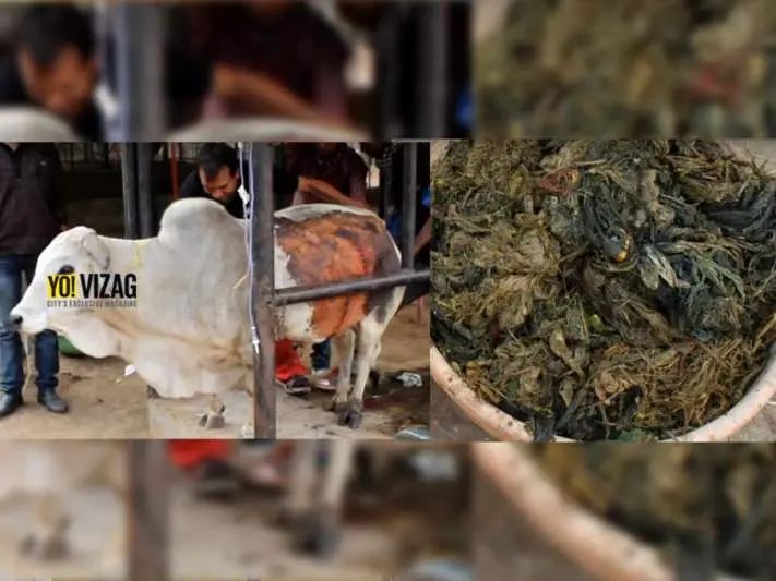 plastic, environment