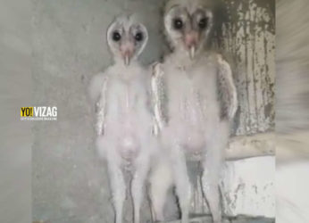 Creatures in WhatsApp video from Vizag identified as Barn Owls