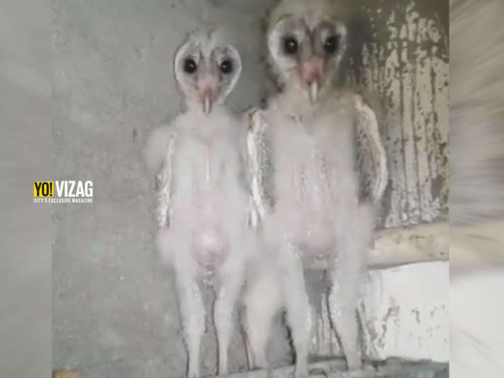 barn owls, visakhapatnam, aliens