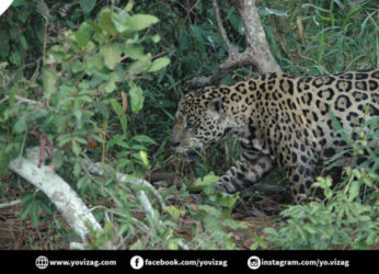 Beware!! Leopard and Panthers on the prowl on Kailasagiri Road in Visakhapatnam