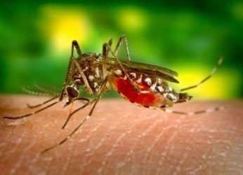 4 dengue cases reported from the district of Visakhapatnam