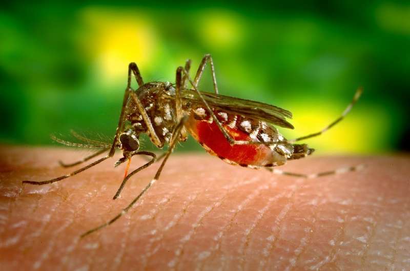 dengue, visakhapatnam