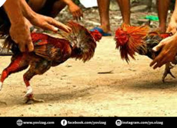 Visakhapatnam – Despite ban, gruesome cockfight arrangements for Sankranti continue with 12 arrested