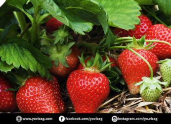 Visakhapatnam gets local delight as growing strawberries here tastes sweet success