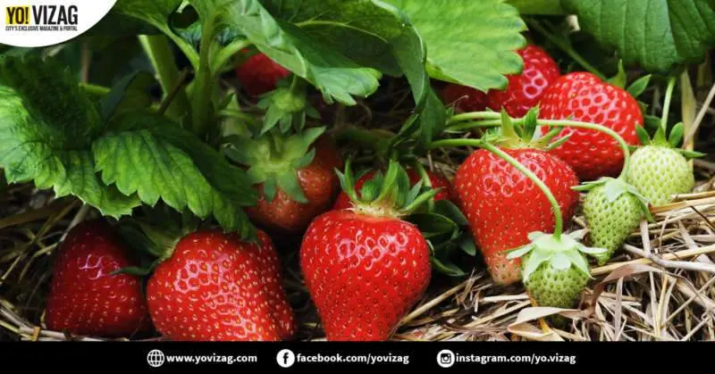 Visakhapatnam gets local delight as growing strawberries here tastes sweet success