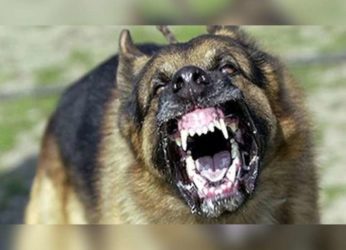 10-year-old boy dies after being attacked by stray dogs in Vizianagaram