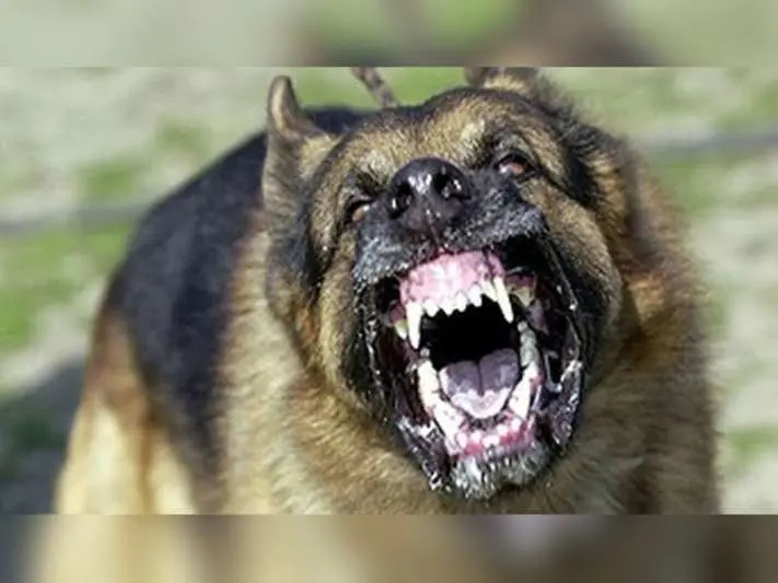 Andhra Pradesh, Dogs