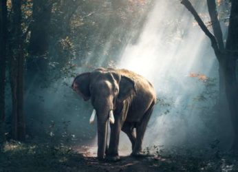Elephants trample a youth to death in Srikakulam
