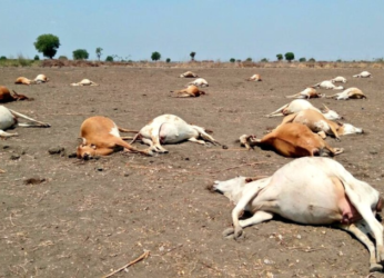 56 cows die in Andhra Pradesh after feeding on pesticides