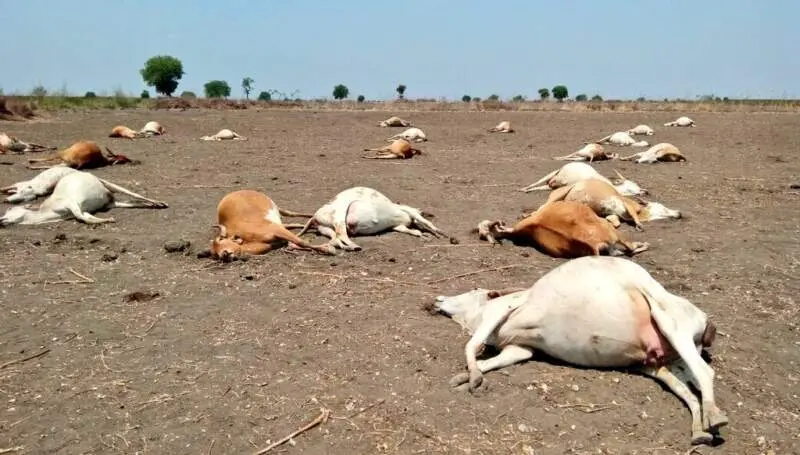 cows, andhra pradesh