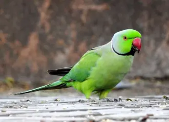 Andhra Pradesh announces its state symbols post bifurcation