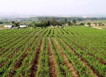 Farmer in Vizag dies due to depression on governement land pooling