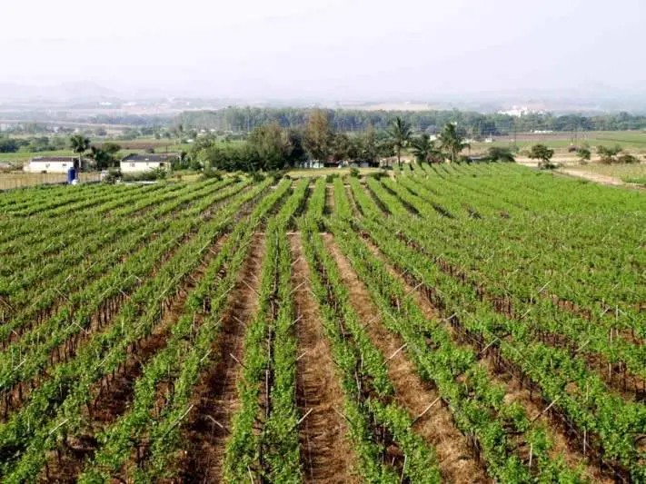 farmer, government, vizag