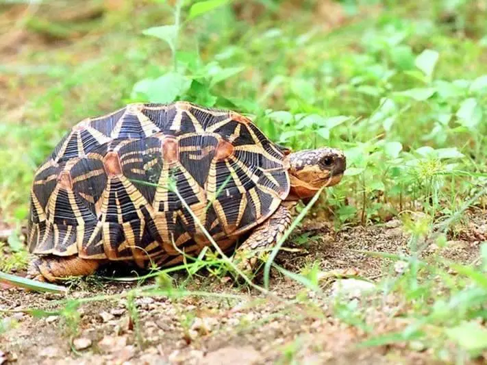 1125 Indian star tortoises seized at Vizag railway station