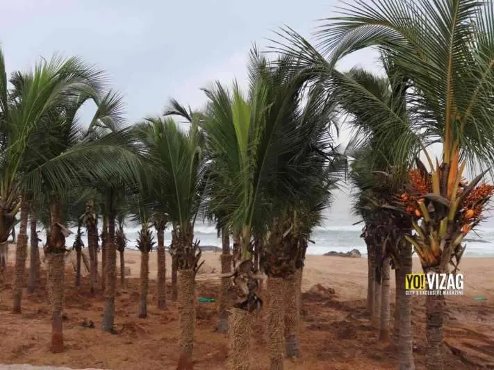 Coconut trees planted on the sands of Vizag beach