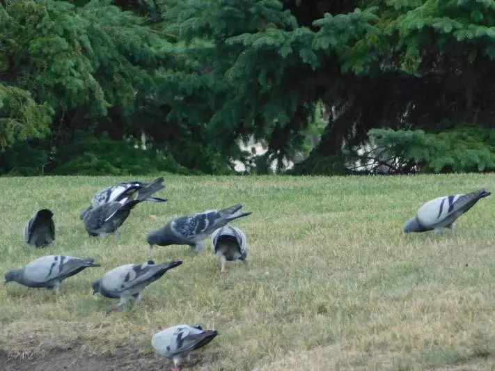 What can you feed your bird?