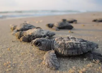 Moonlight hike to be held in Visakhapatnam