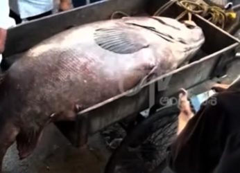 Fishermen catch a giant fish weighing 185 kg in Visakhapatnam