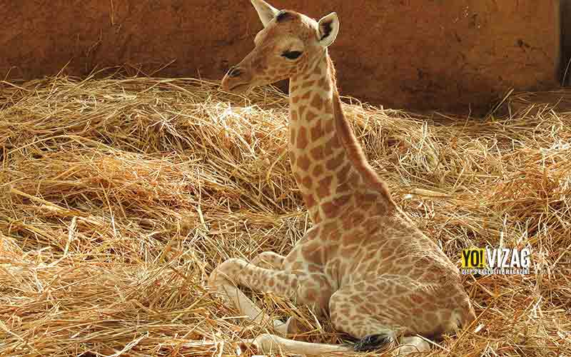 baby giraffe, visakhapatnam