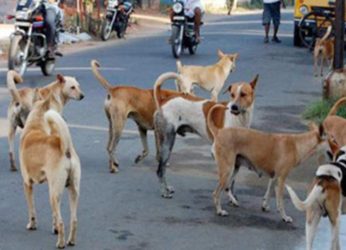 Stray dogs cause concern among citizens in Visakhapatnam