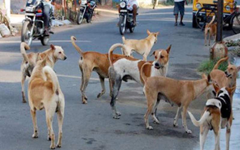 stray dogs, visakhapatnam