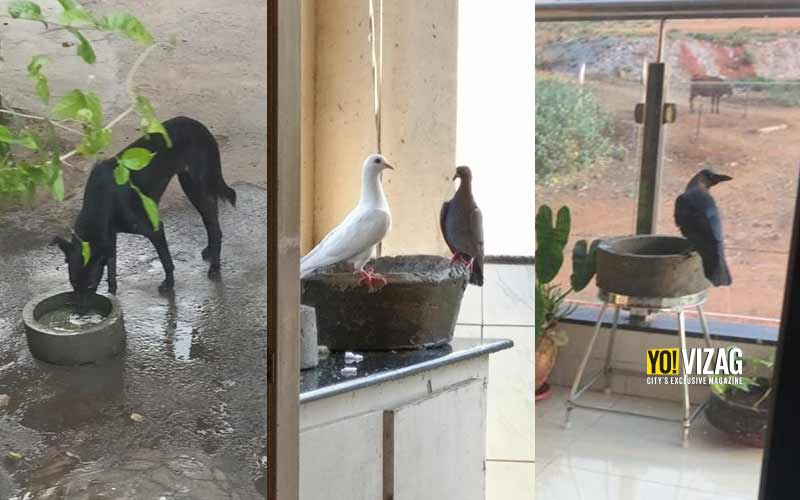 Bowl of Life: A humanitarian initiative for the stray animals and birds in Vizag