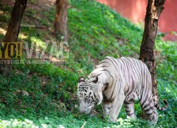 Animal census to be conducted in Visakhapatnam forests from 8 October