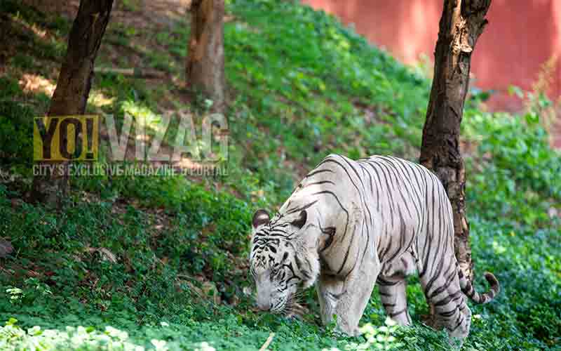Animal census to be conducted in Visakhapatnam forests from 8 October