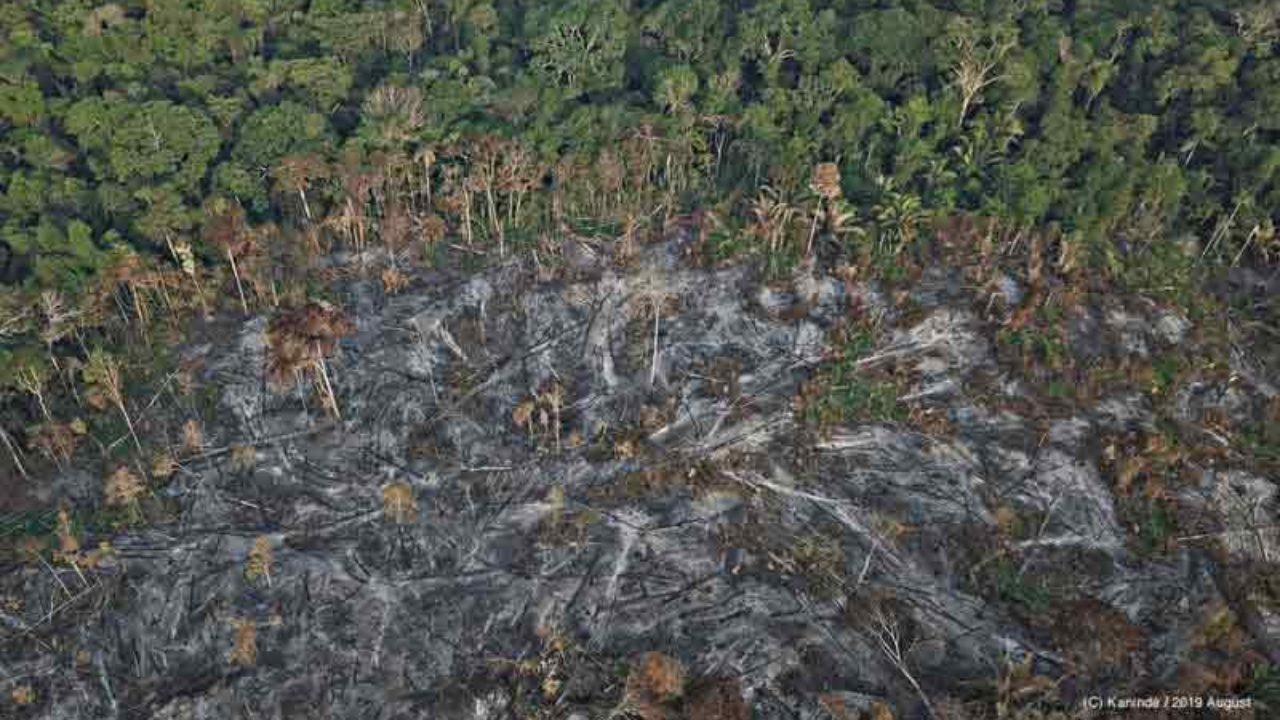 Resultado de imagen para amazon forest
