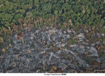 Amazon Rainforest Fire: Reasons to Worry and How to Help
