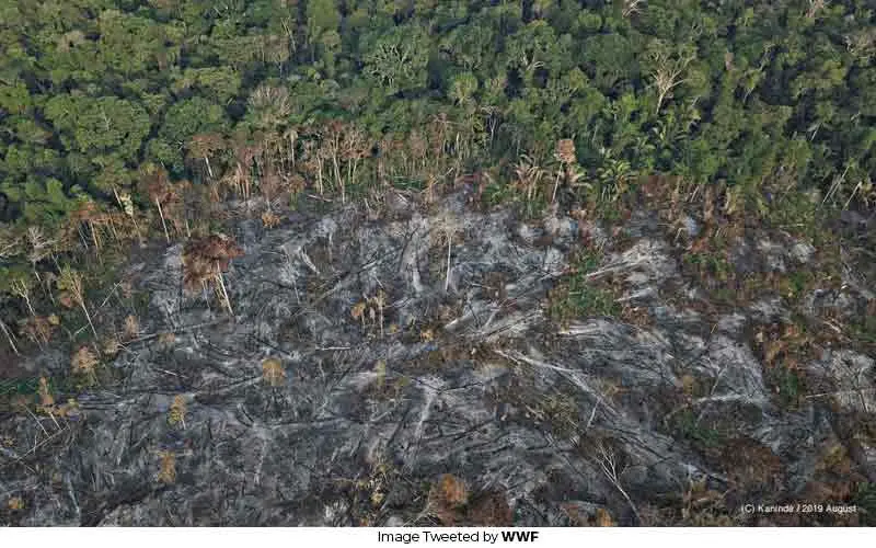 Amazon Rainforest Fire: Reasons to Worry and How to Help