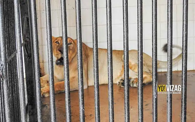Two Asiatic Lions arrive at Indira Gandhi Zoological Park in Visakhapatnam